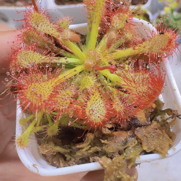 勺叶茅膏菜王炸一颗