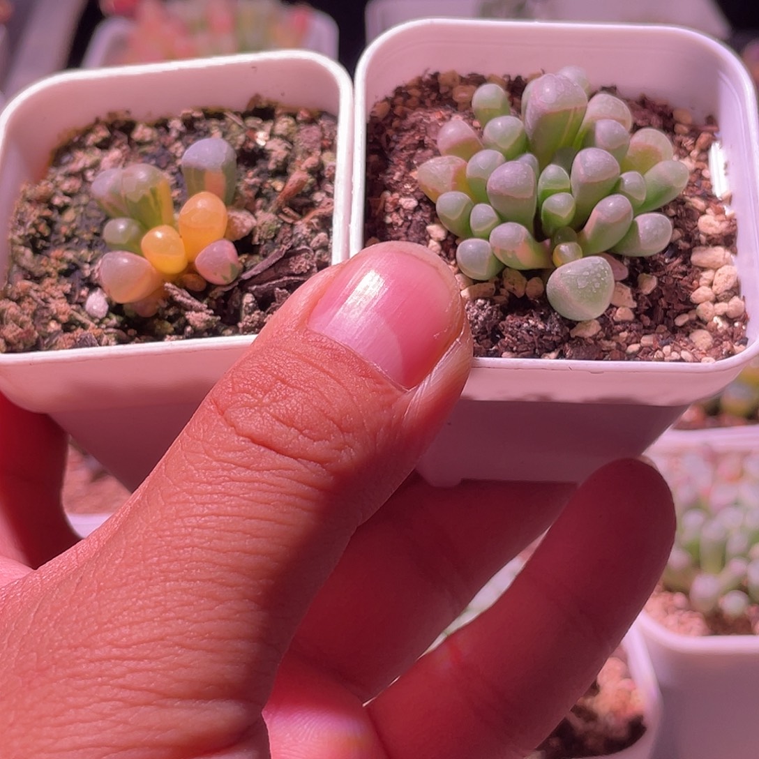 五十玲玉特价一组下播福利