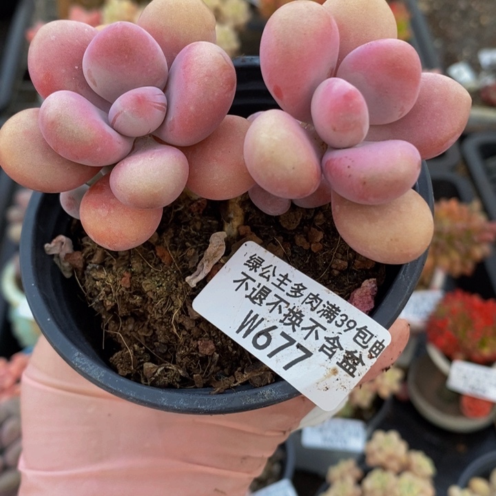 桃蛋老桩677多肉植物