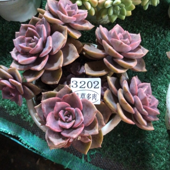 彩虹糖，3202，一物一拍