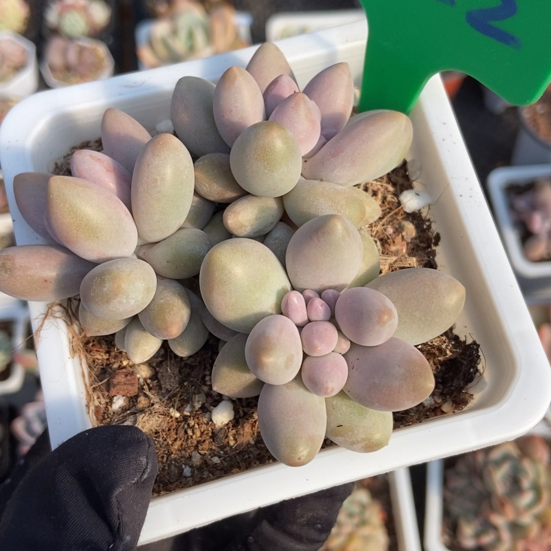 822粉色恋人多肉植物保护
