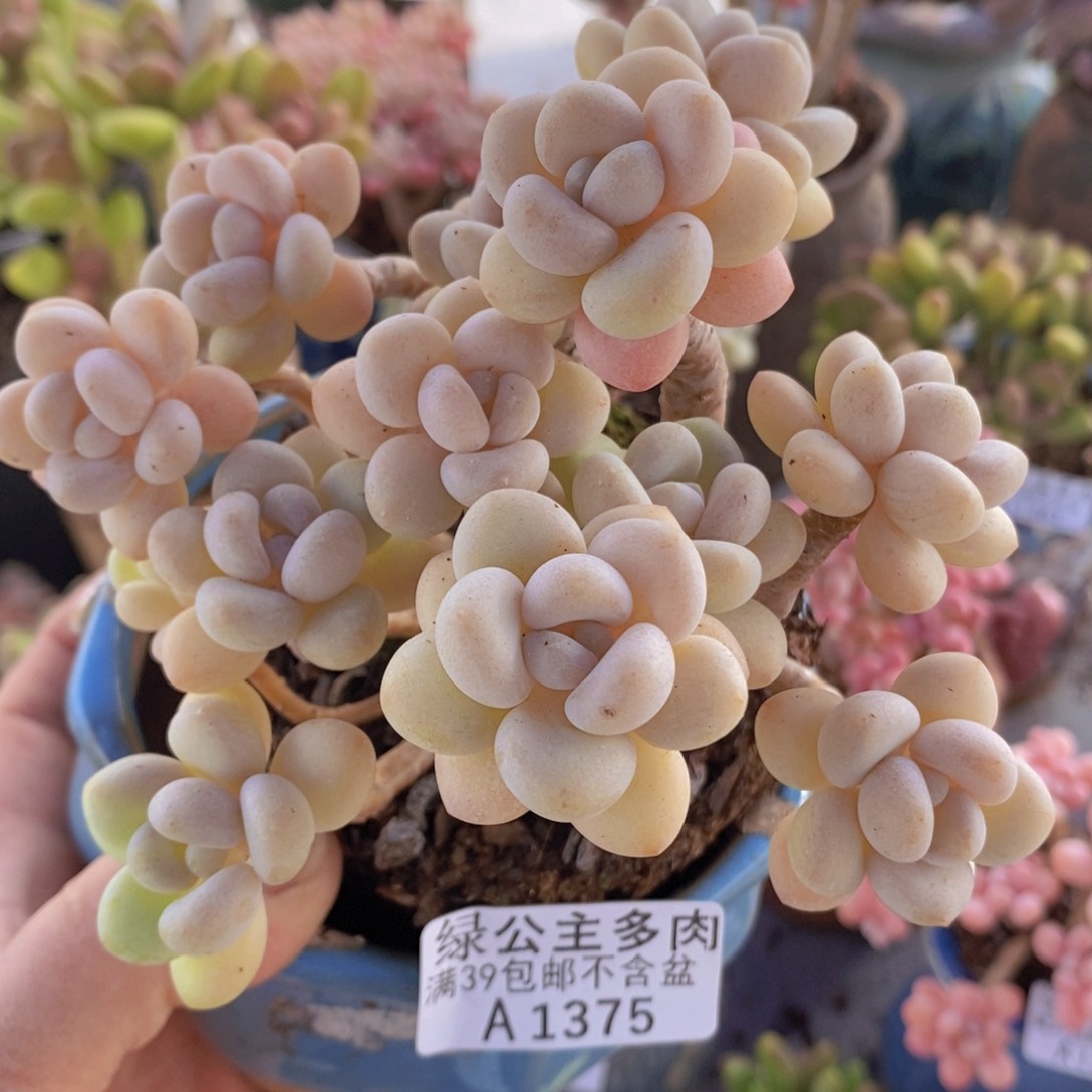 白奶糖老桩11cm1375多肉植物