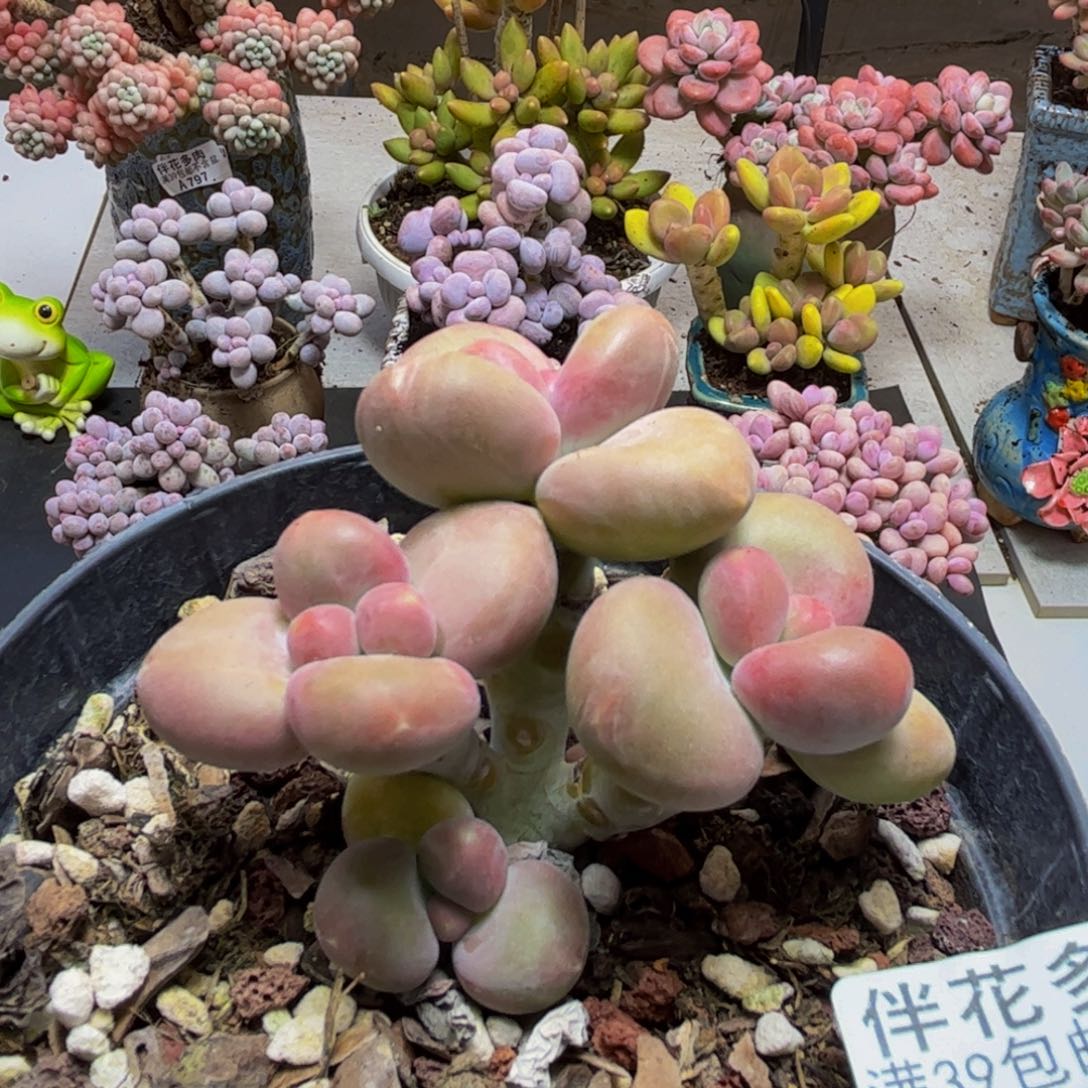 962芒果kk奶6cm多肉植物