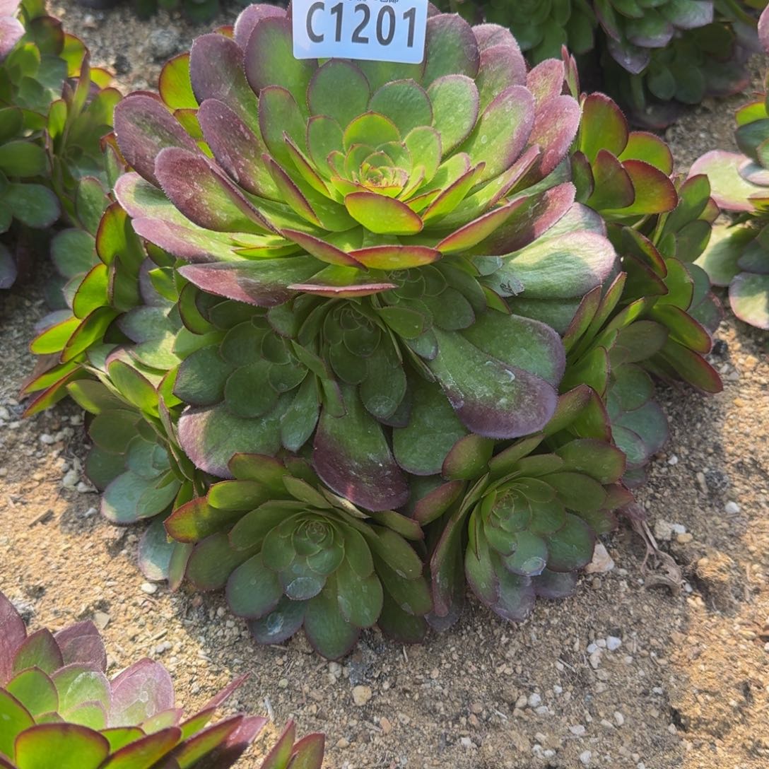 糖*：1201雨荷寄养到秋