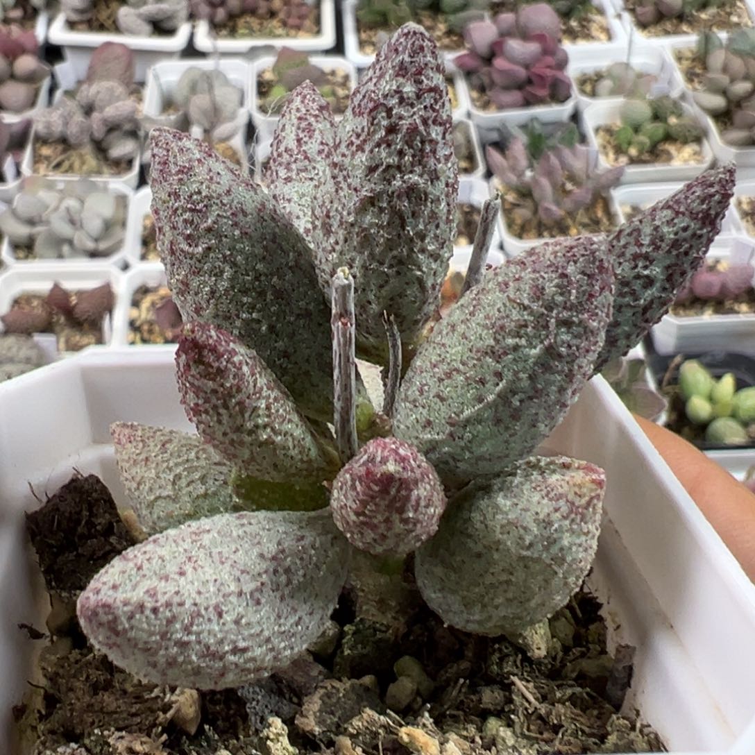 带桩花橄榄多肉植物水泡