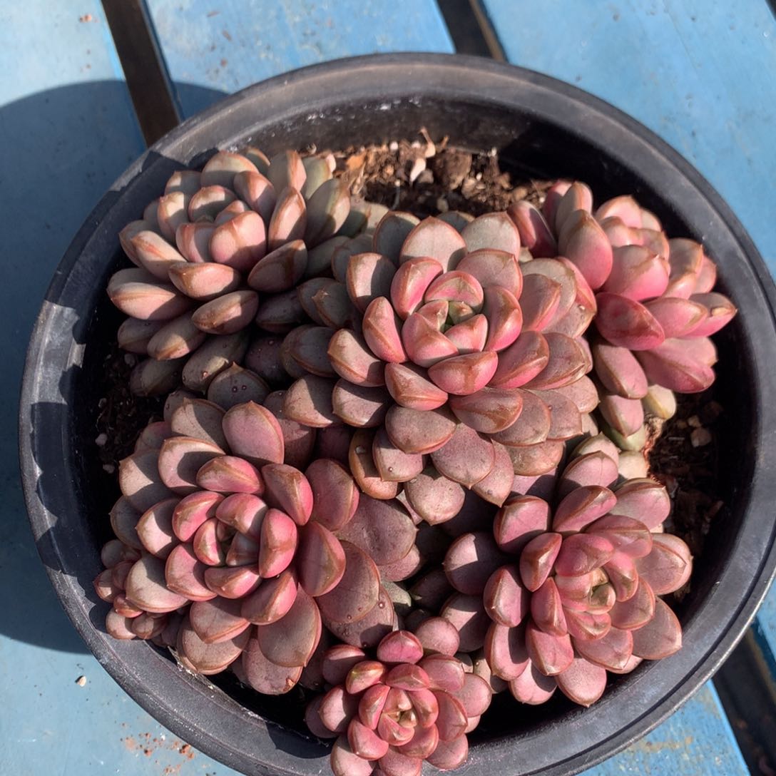 葡萄老桩无砍一物一拍