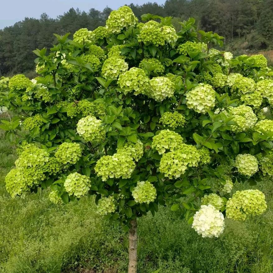中华木绣球石楠花大花斗球耐热，耐寒一物一拍