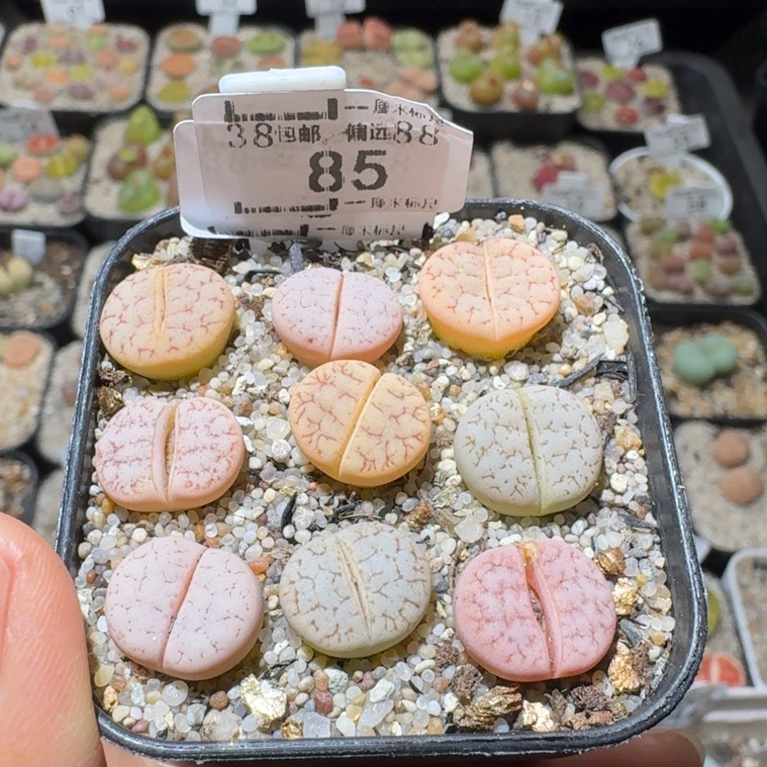 Sss清仓价可便宜了85