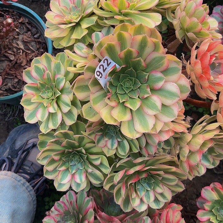 雨荷8-35-922偏远不包邮