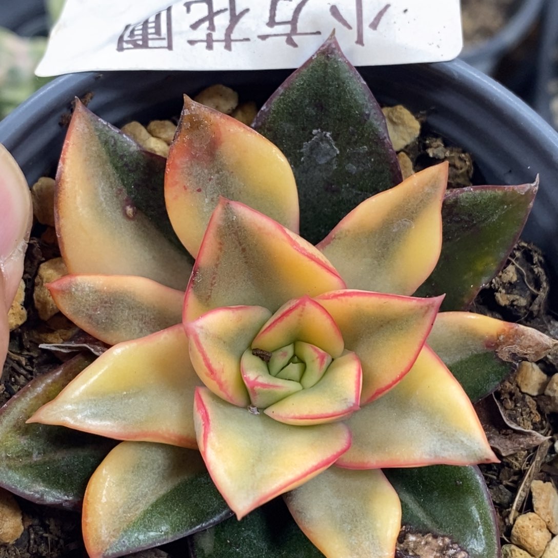 381麒麟座锦福伦的