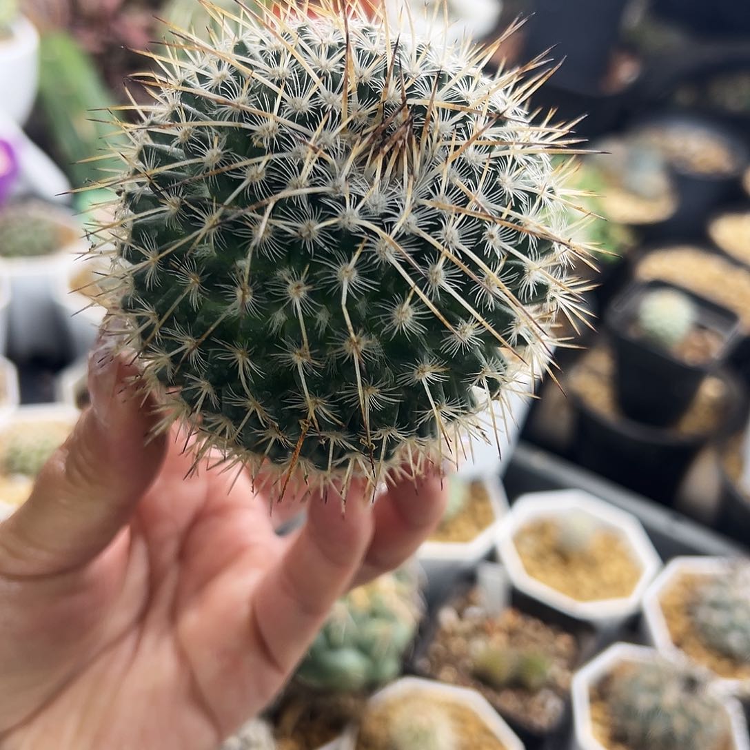 白王丸仙人球11111111