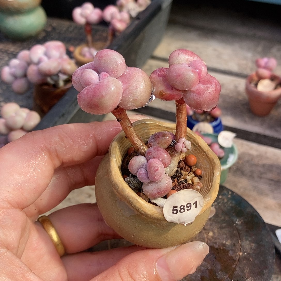 5891糖果腰子蛋带盆土