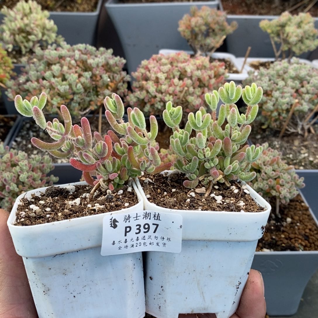 397套餐2颗实生红叶