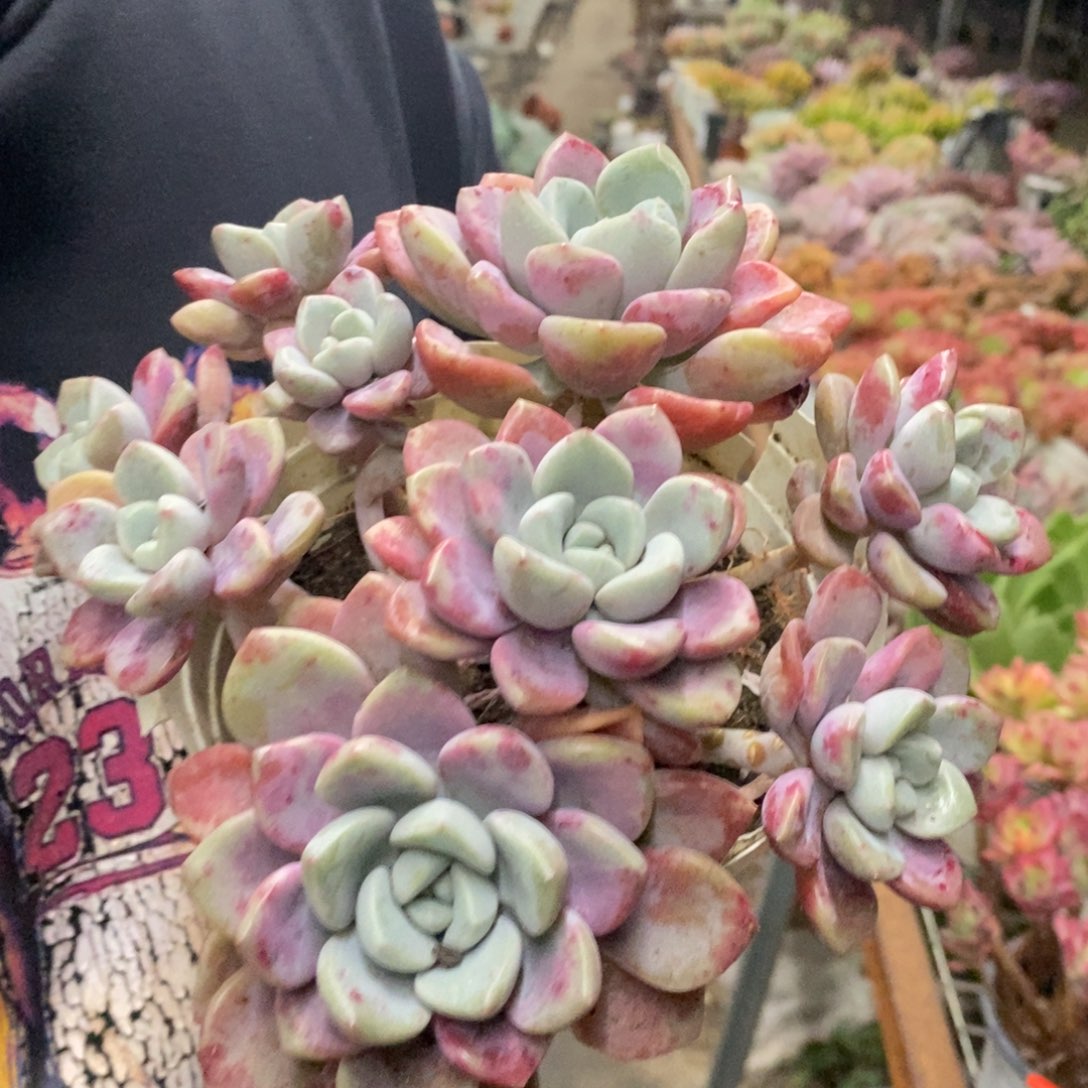 花斑露六头起发老桩