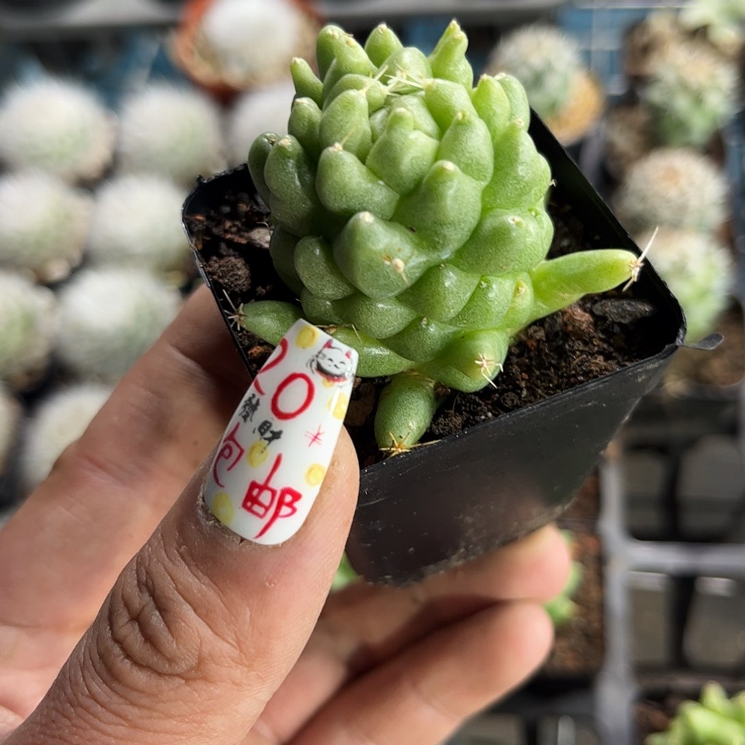 单头泰菊莲阿泰莲麒麟