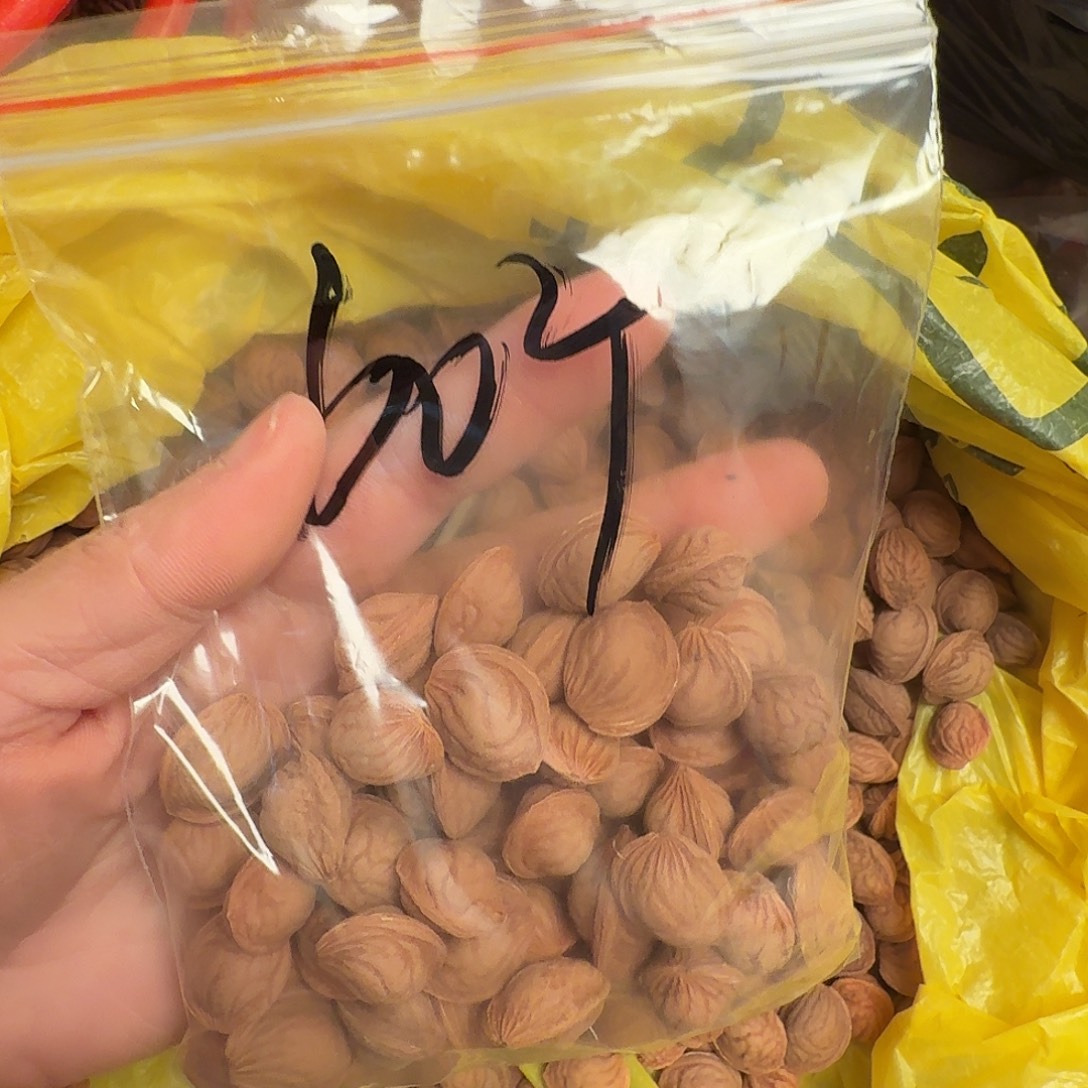 野生光版龙纹桃核60颗