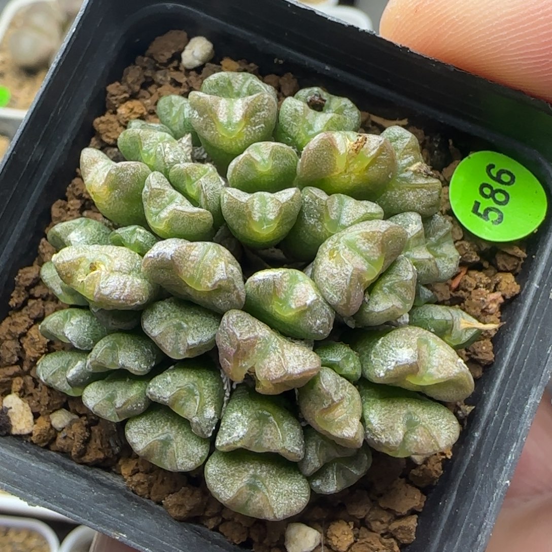 透明漂亮多肉植物586