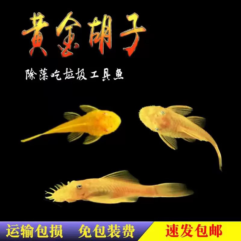 黄金胡子小型热带淡水除藻工具鱼好养耐活适合新手