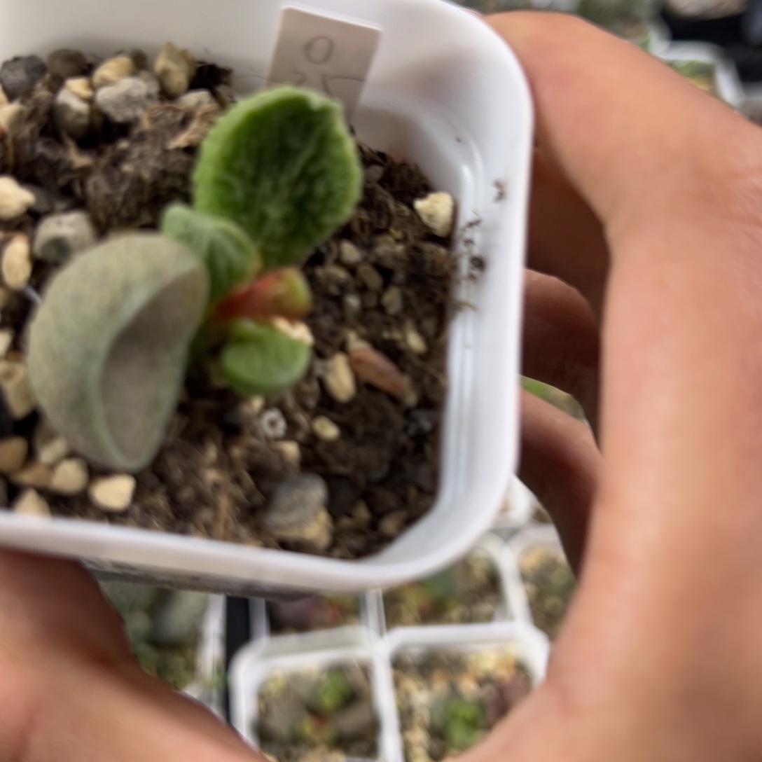翠绿色实生多肉植物73
