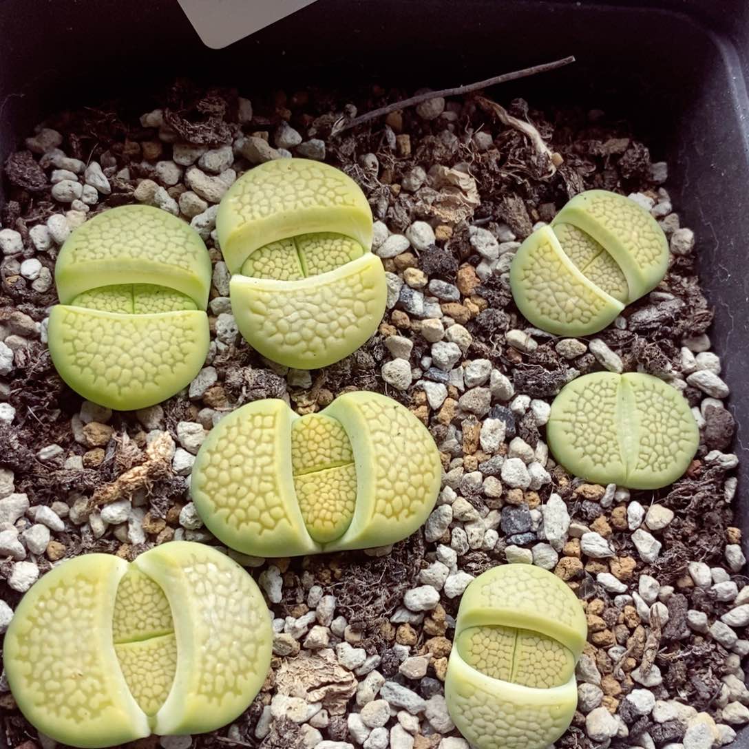 我是一只小小鸟地域鬼的212