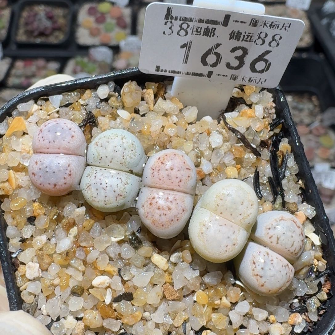 zz生石花肉锥1636