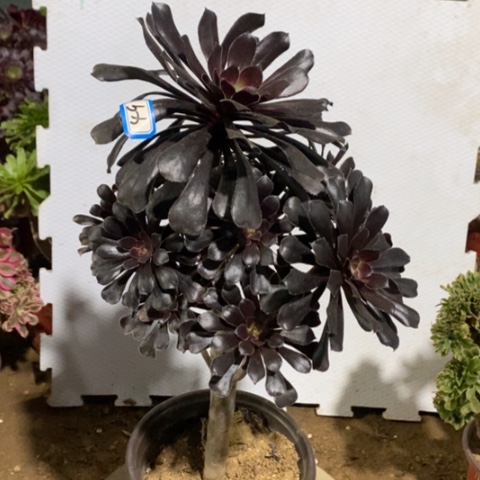 巧魔法师一物一拍