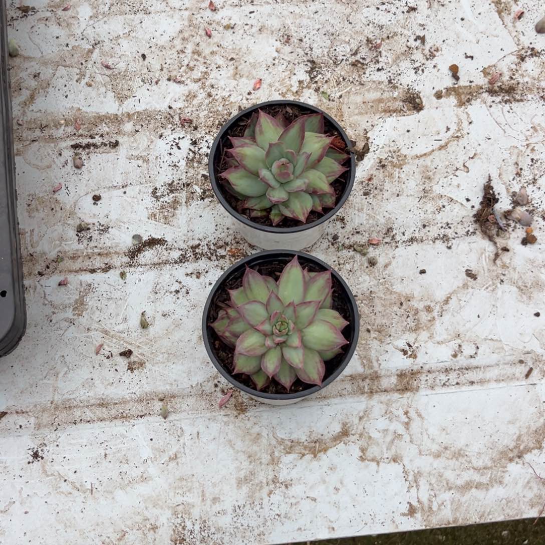 榮*夏惊鸿一瞥多肉植物2个