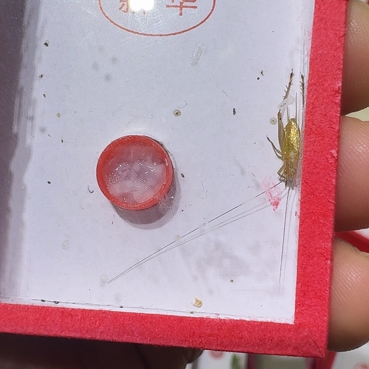 阿***叶蟋蟀冬大黄蛉短须2只
