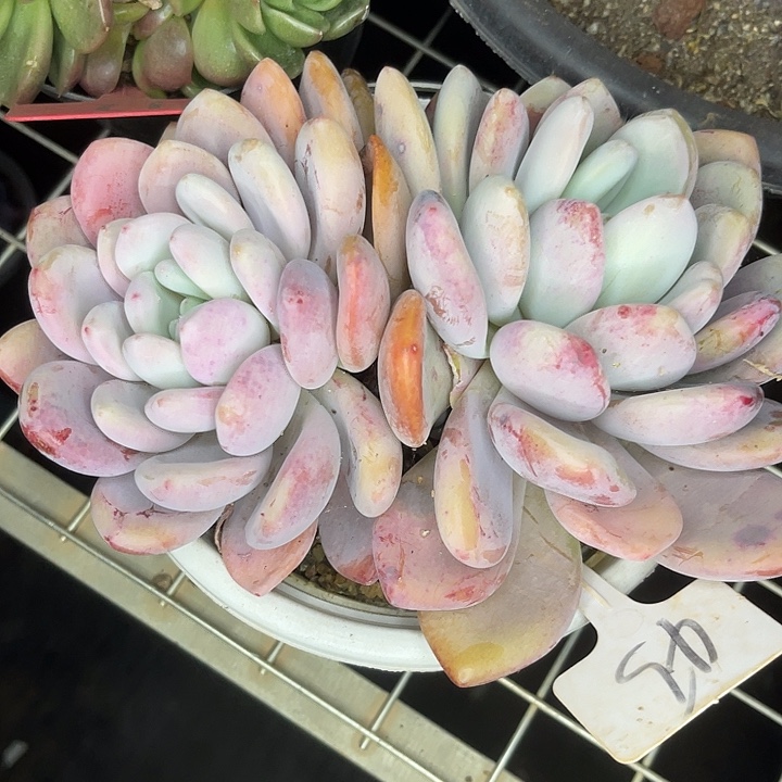 两单包邮，一物一拍45杂交