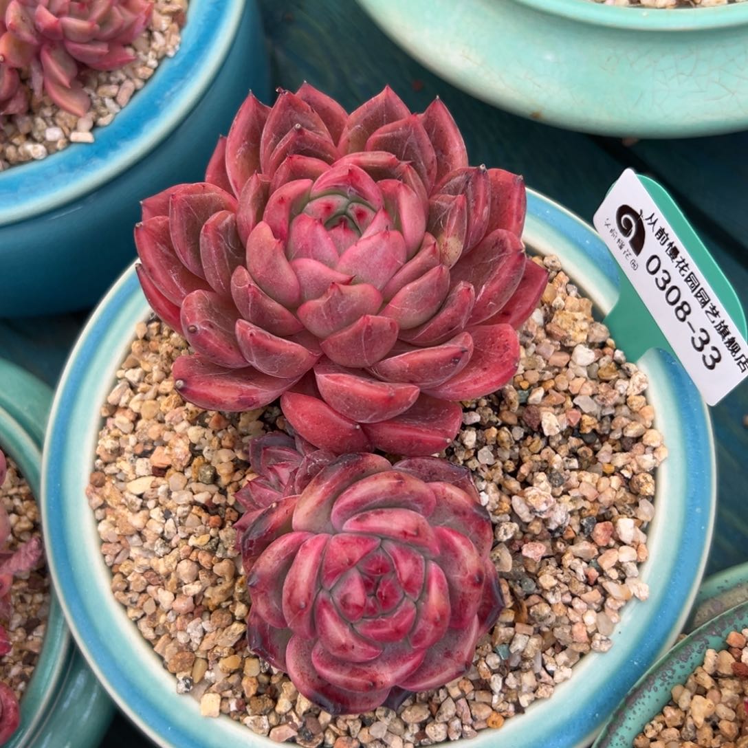 多肉一物一拍0308-33