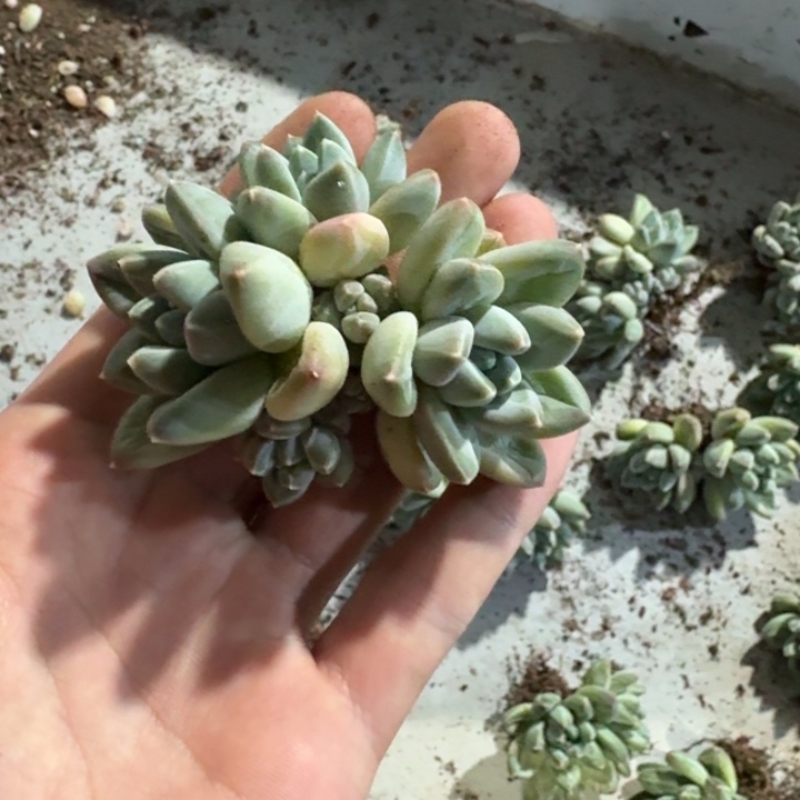 六头青花瓷新号福利价