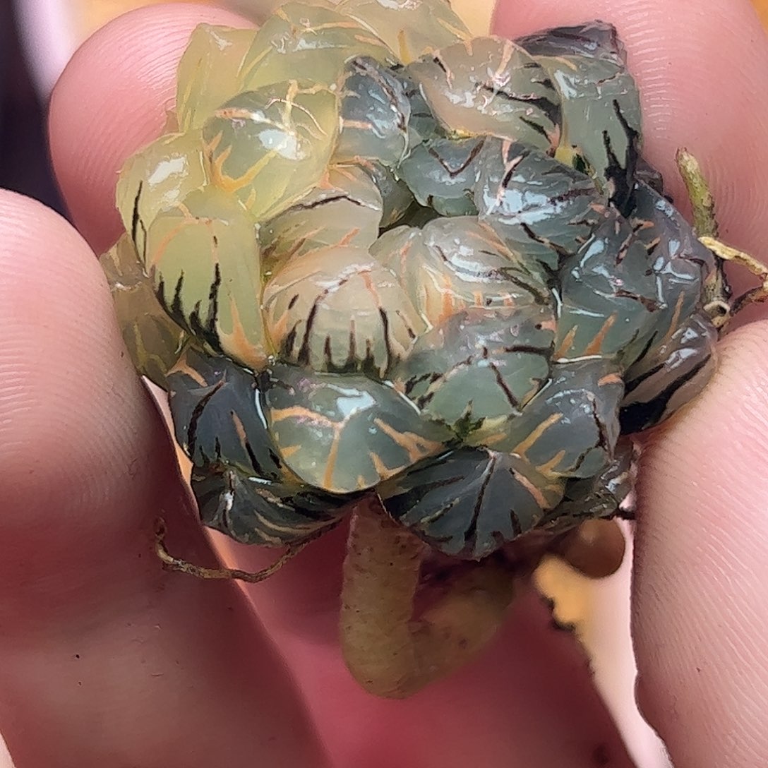 729水中月锦十二卷多肉植物