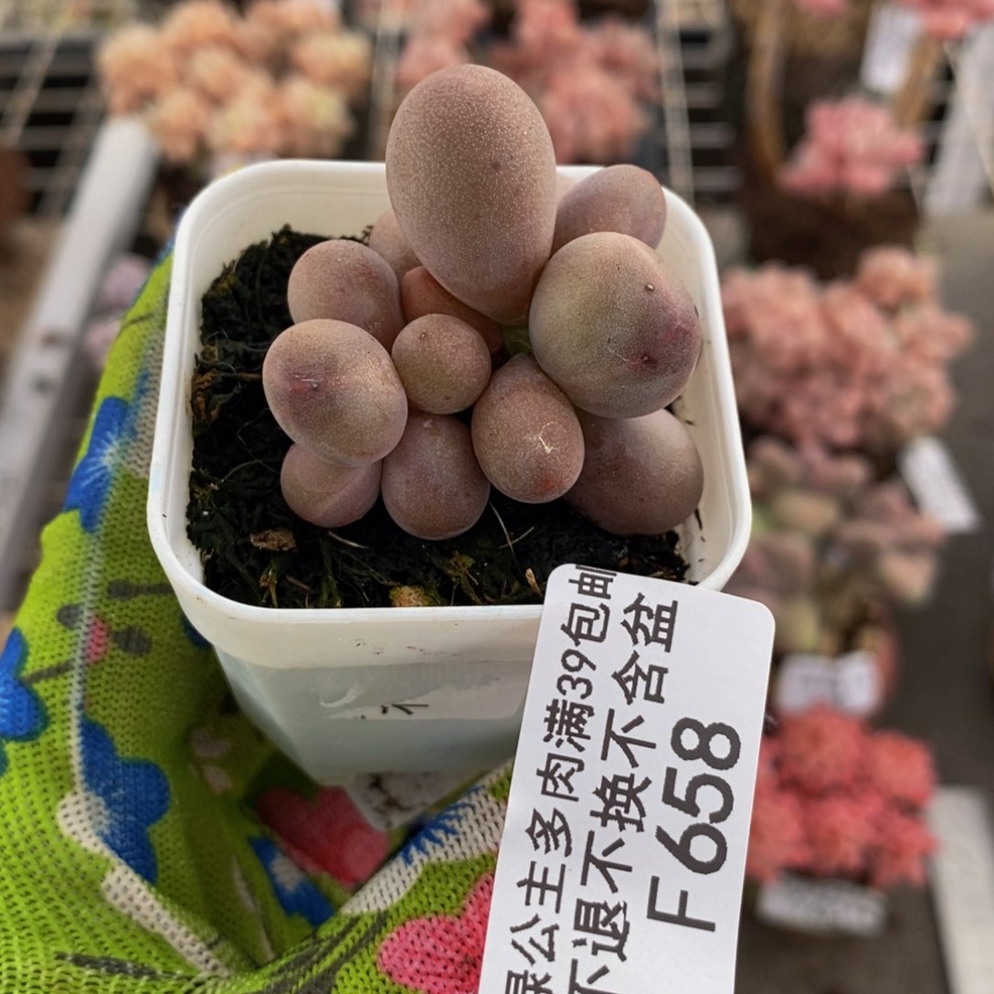 樱花奶酪658/4c m