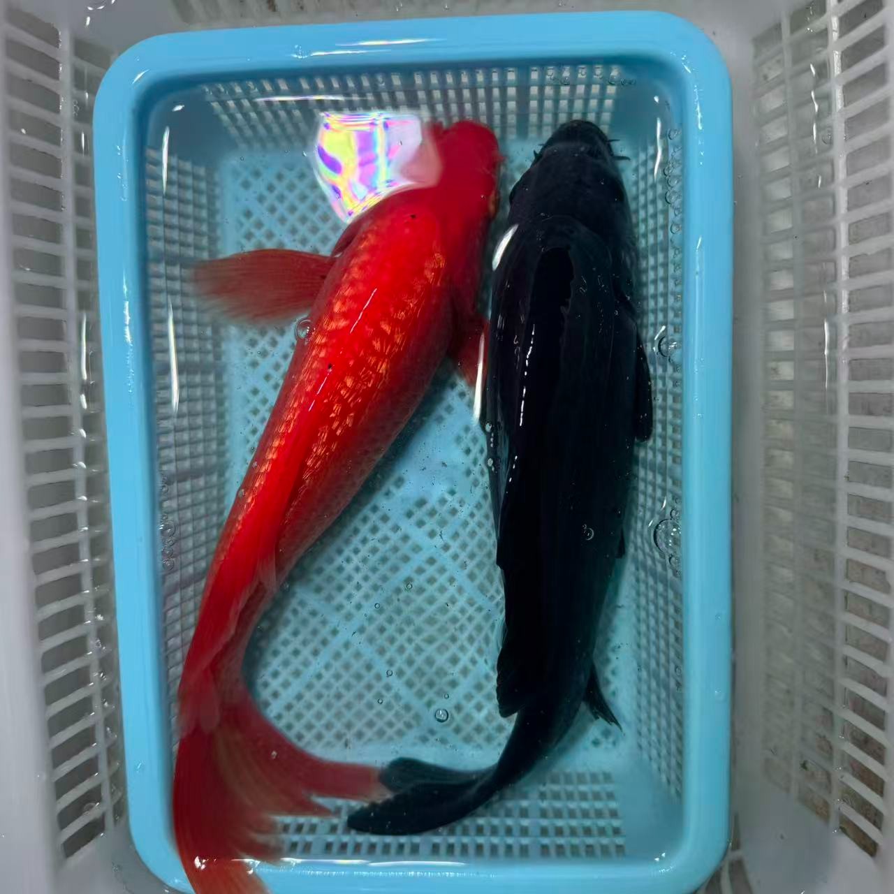 【两条装组合】15-20公分铁包金闪鳞火鲤大鳍大尾高品质锦鲤包邮