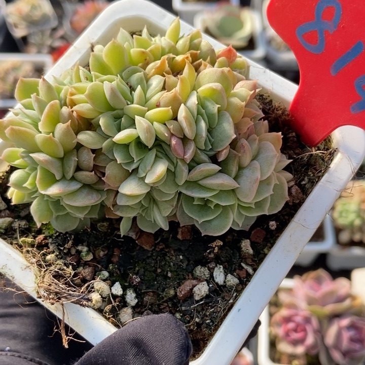 814昂缀多肉植物保护
