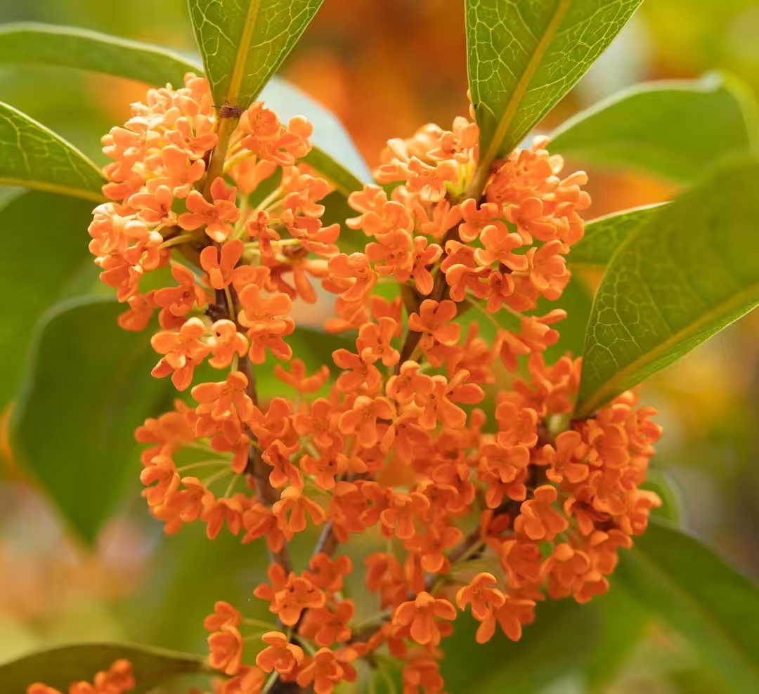 [一物一拍]多季节花期四季桂