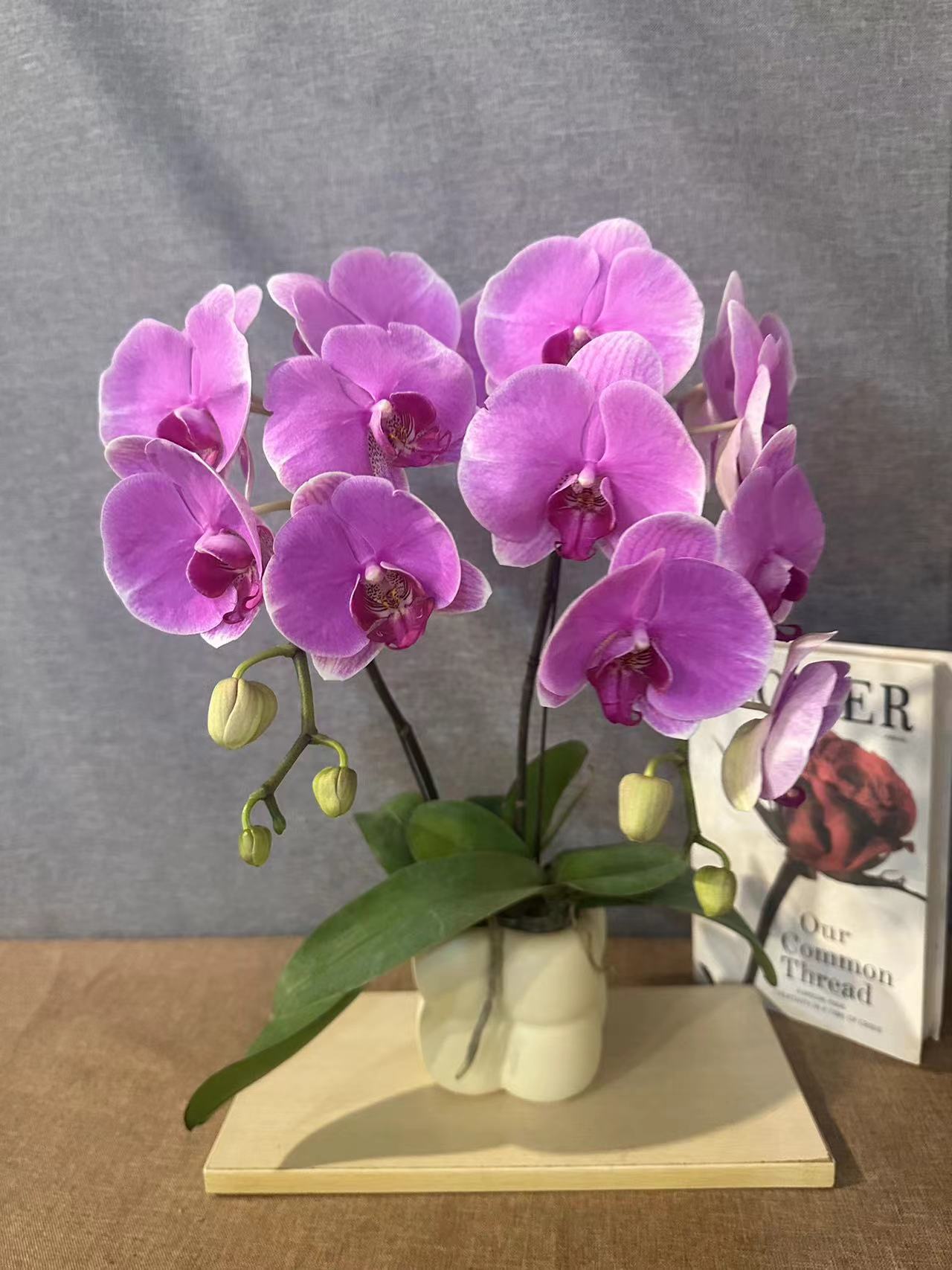 鲜花【温文尔雅】蝴蝶兰精致组盆带花带苞室内观赏送礼鲜花绿植