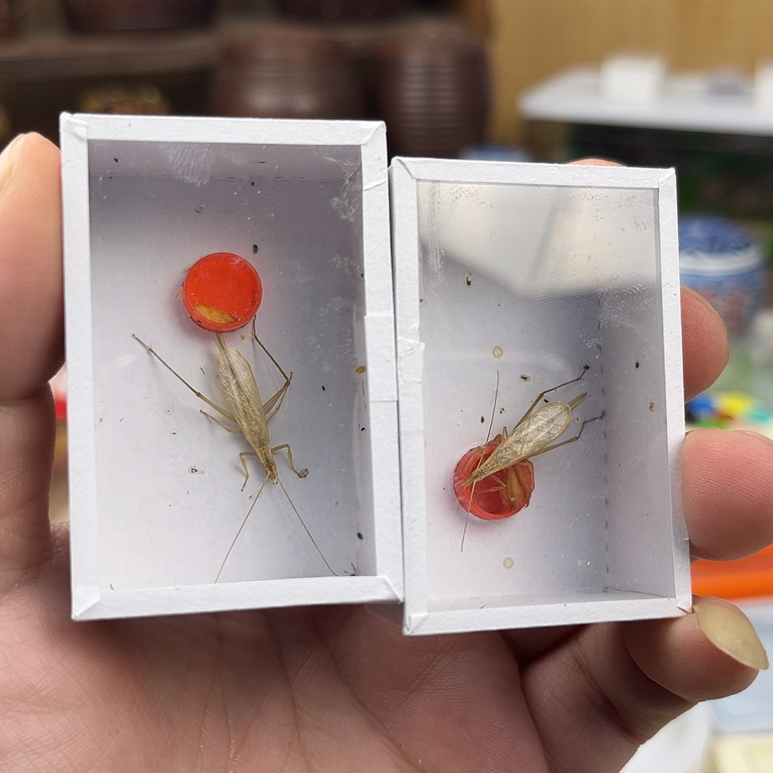 四条断须柬埔寨竹蛉