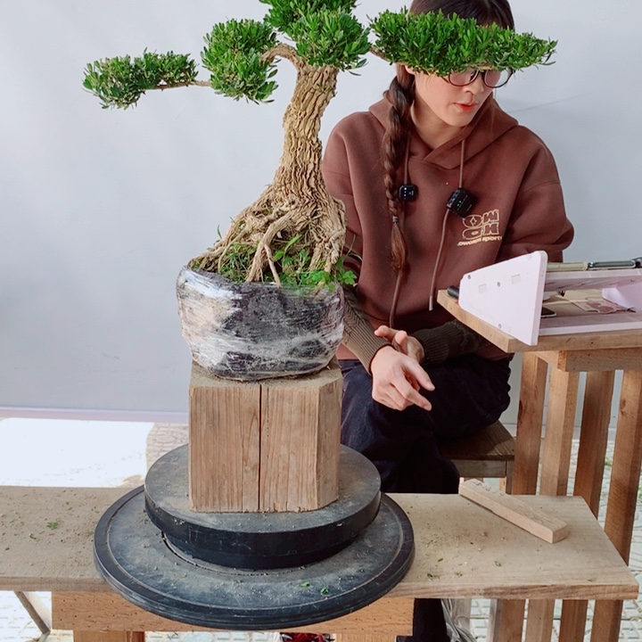 无花朵拉*哥广东黄杨