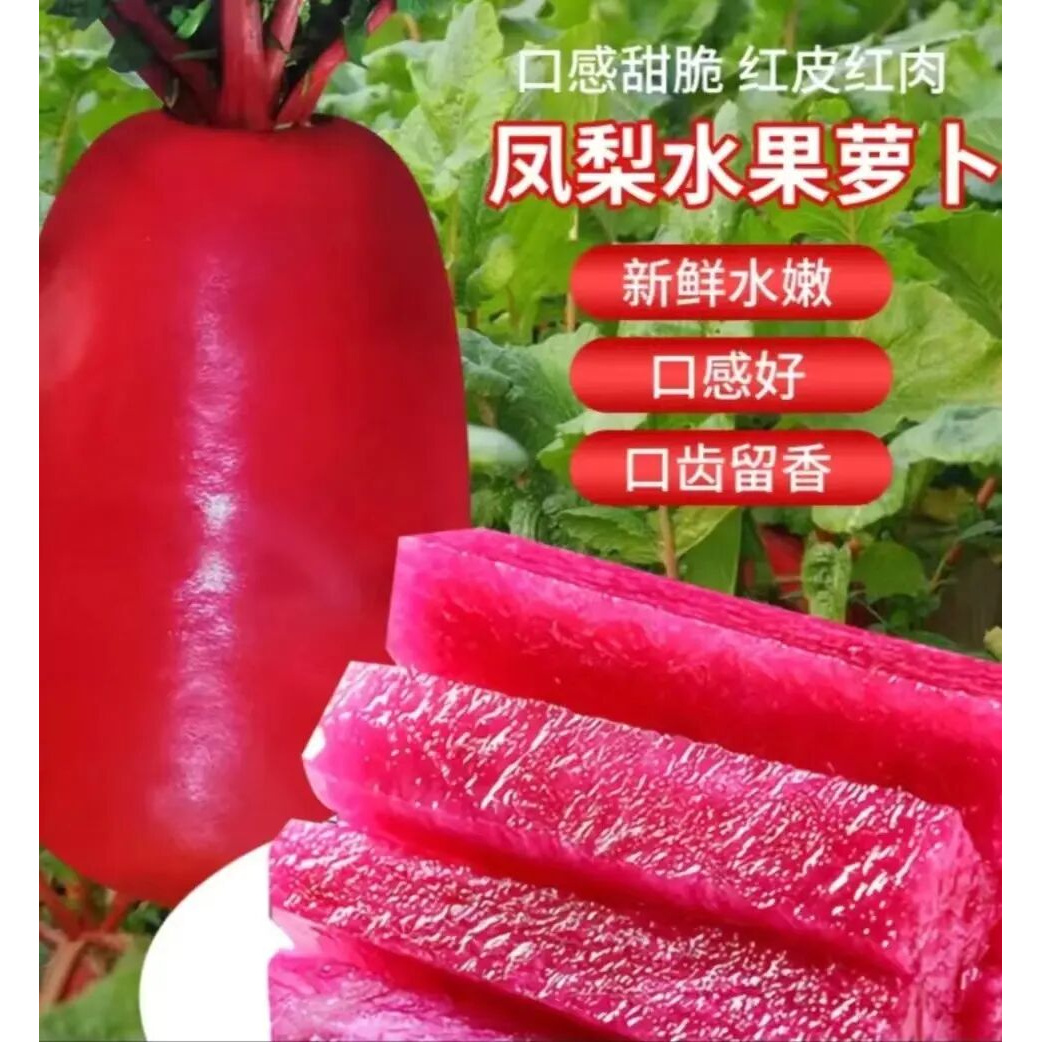 凤梨水果萝卜种子红皮红肉种籽四季甜脆萝卜蔬菜种子紫美人红萝卜