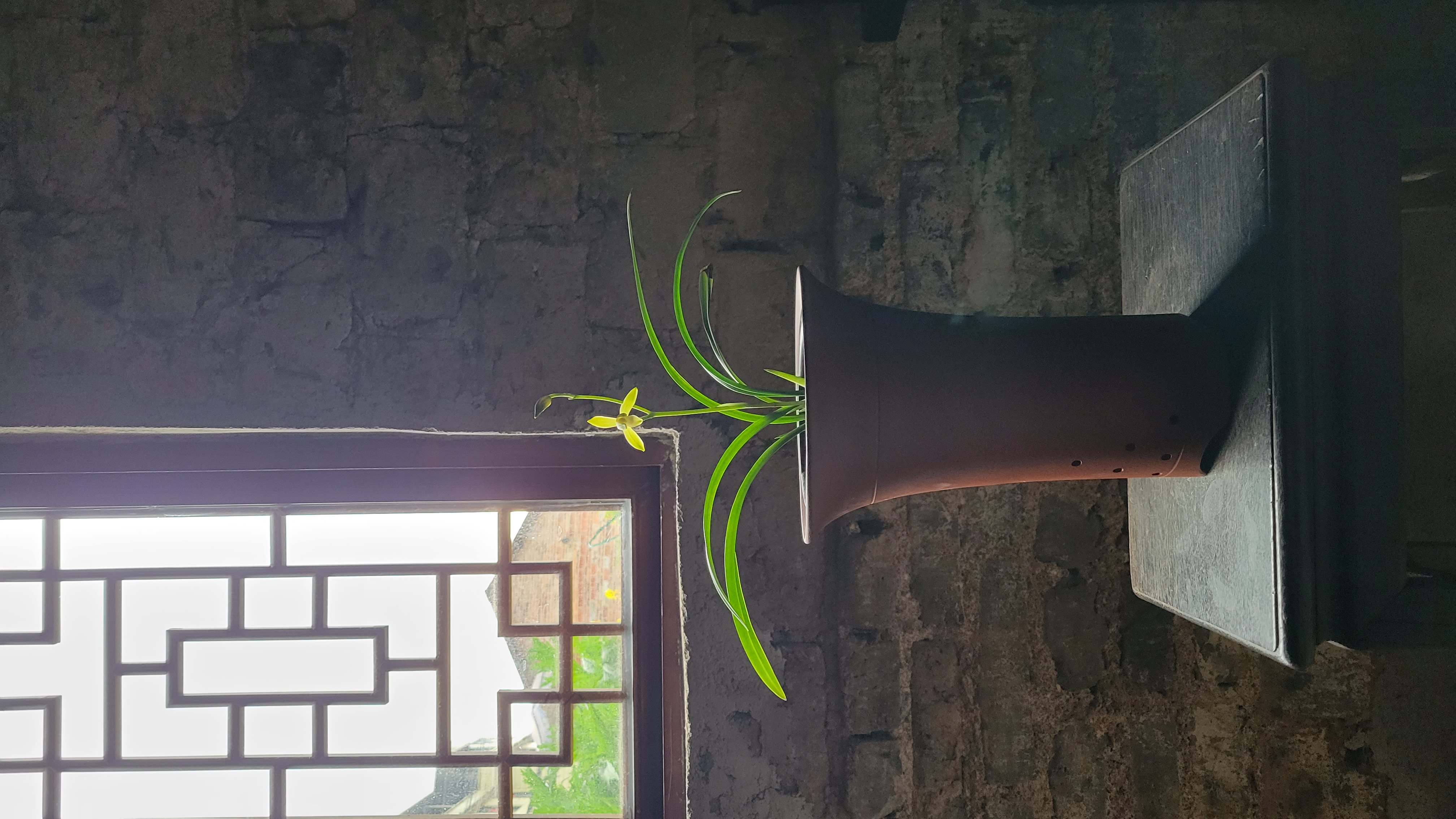 墨兰明月一苗，直播专用，一物一拍