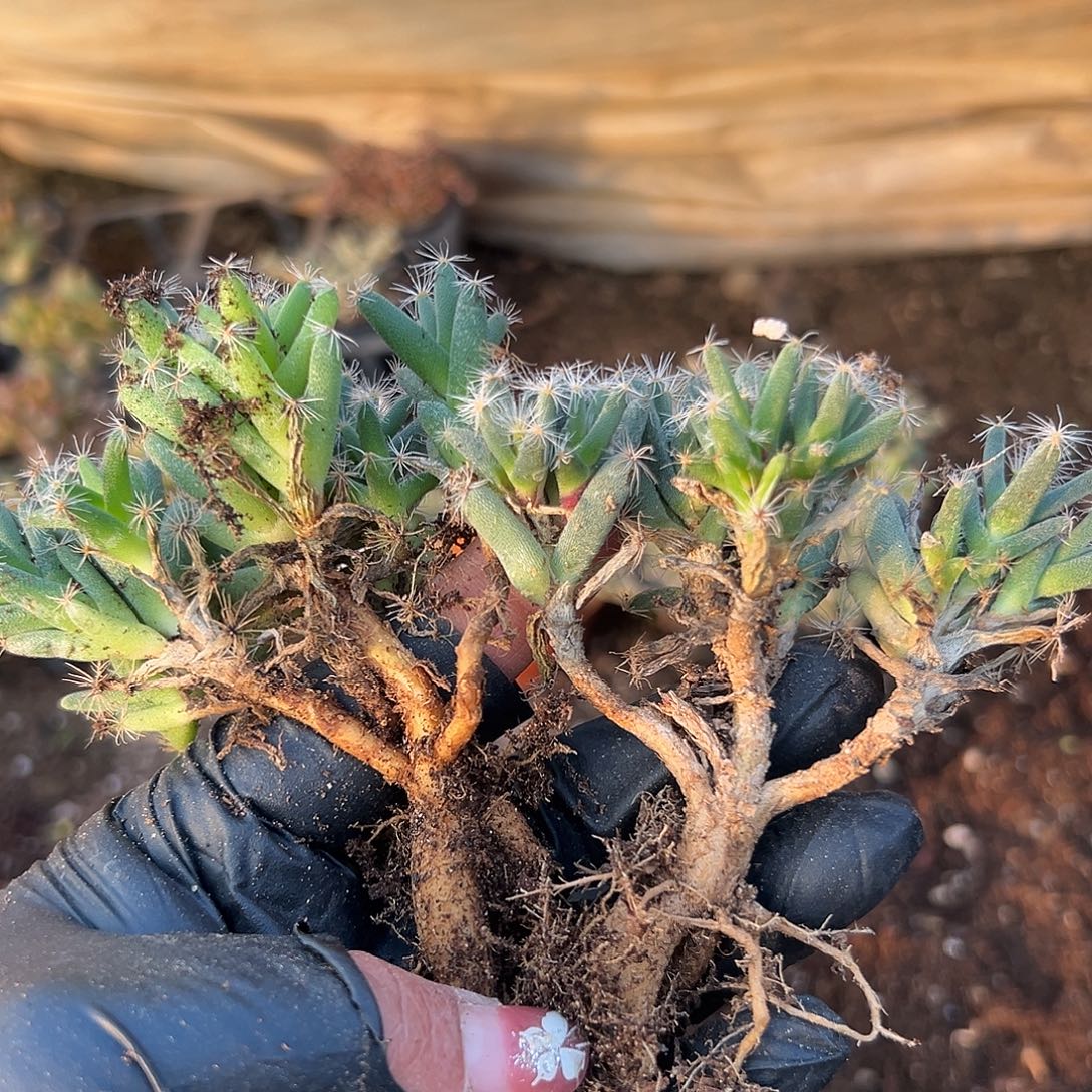 多肉植物两颗紫晃星块根