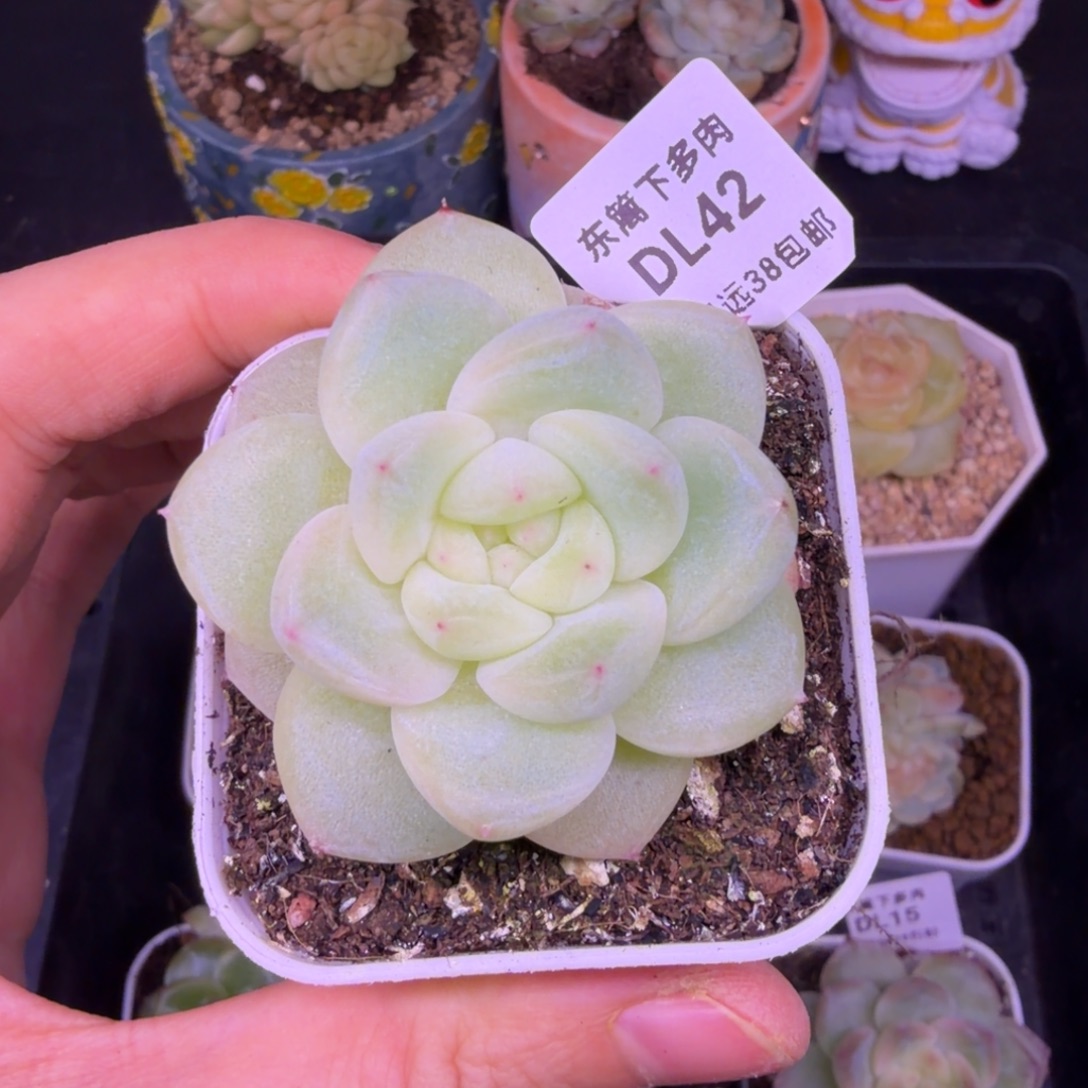 42东篱下多肉哈哈哈42