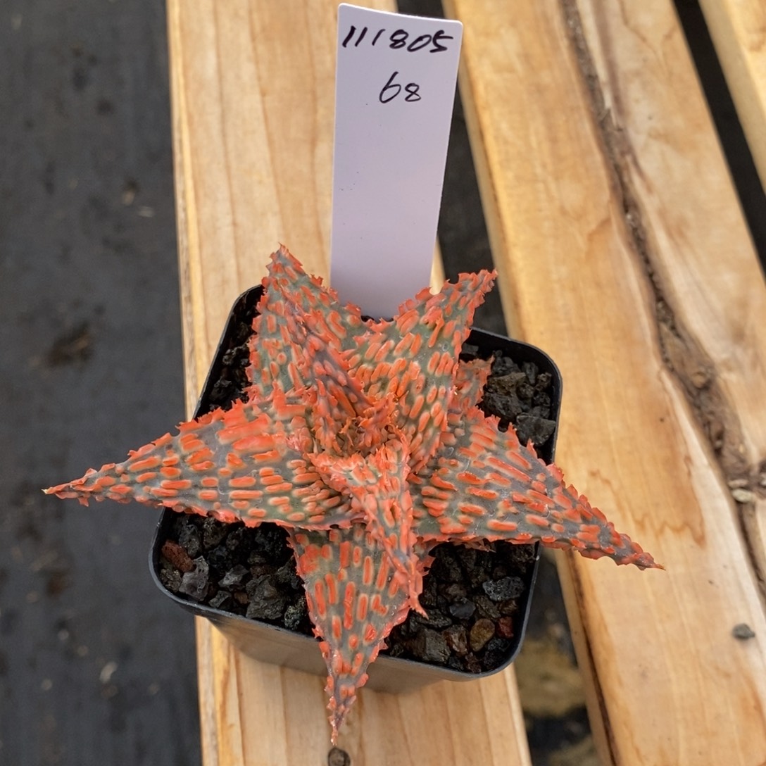 111805园艺芦荟保温