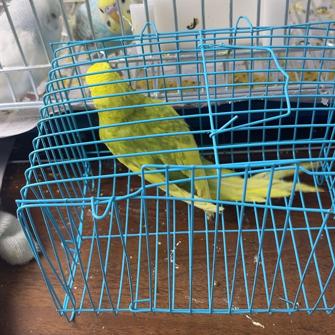 虎皮鹦鹉金彩鹦鹉