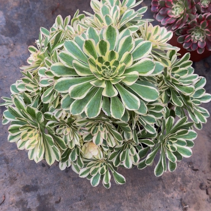 平***凡000000079白兰地福利价