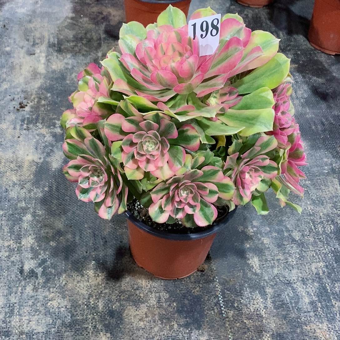 淼*红袖198多肉法师植物