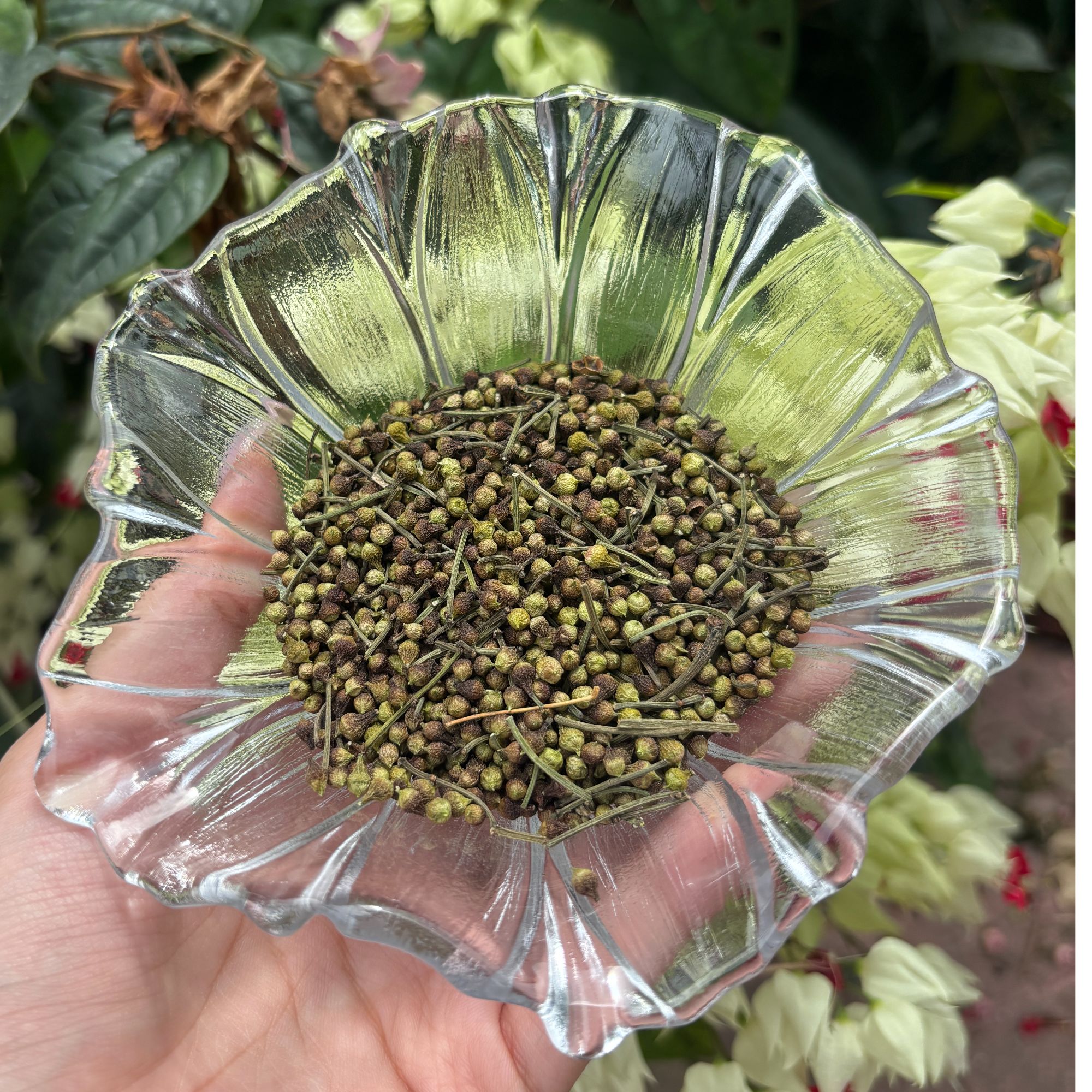 【大自然的馈赠】2025年水翁籽天然果蜜香久存出药香天然生晒