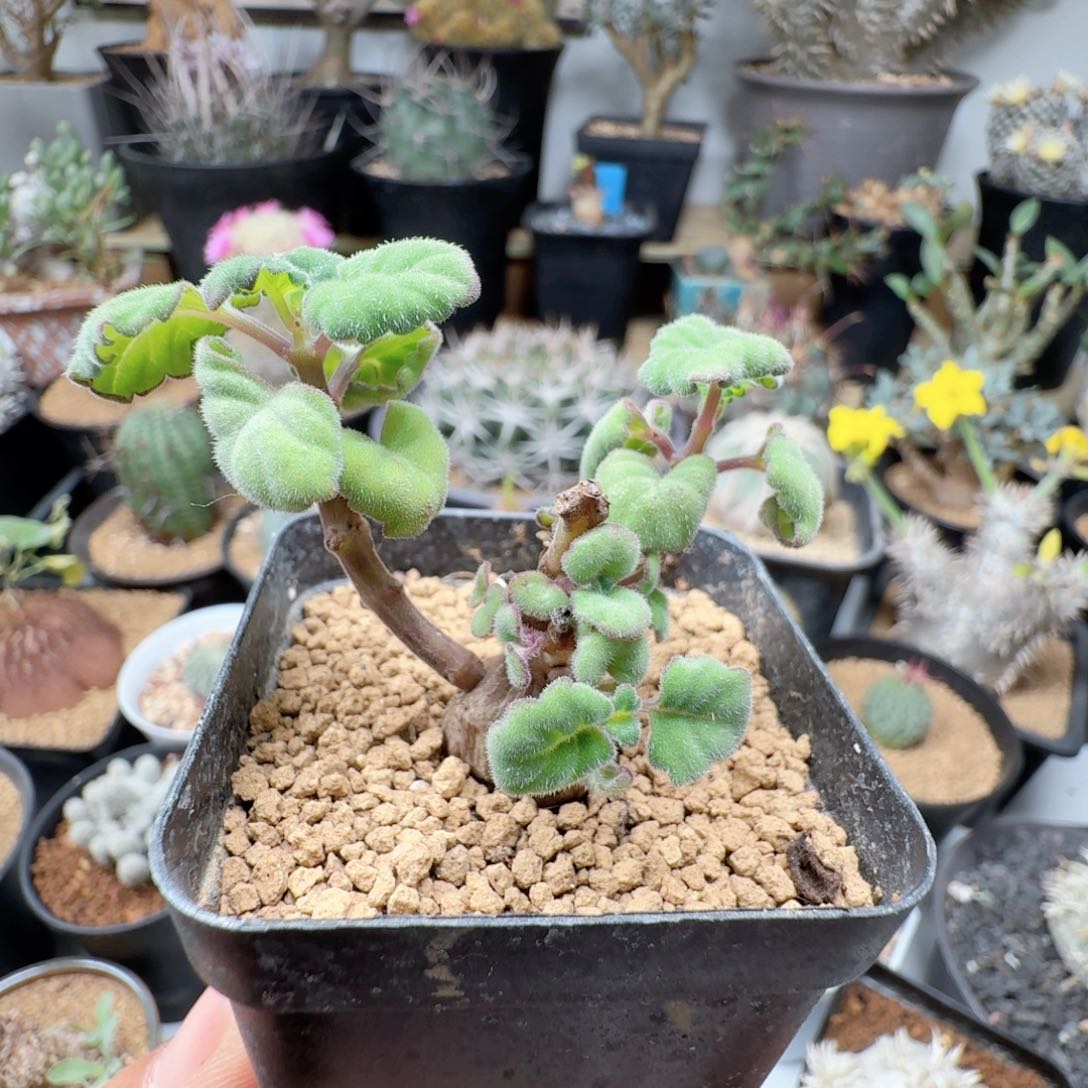 207爱氏延命草带盆发货