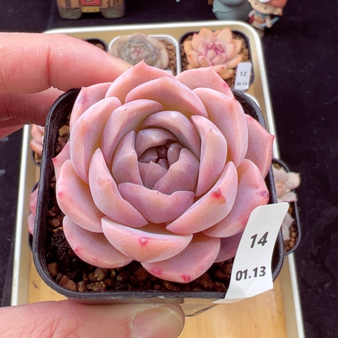 冰魄14、哈哈哈哈